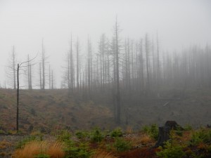 DSCN0280-1 (dragged)